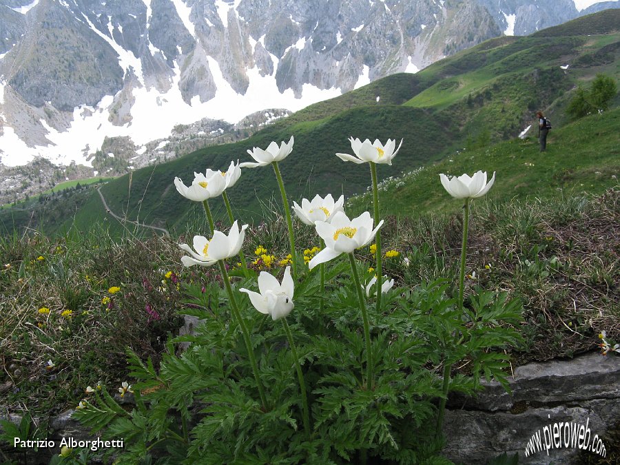 28-Anemone  primaverile-Pulsatilla vernalis.JPG